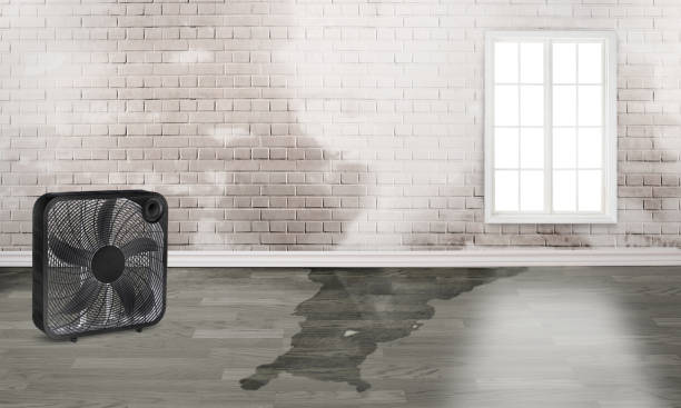 Best Water damage restoration specialists  in Barton, NM